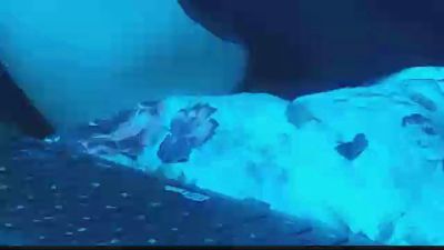 ziqzoldier's Profile